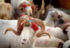 KURBANLIK FİYATLARI NE KADAR? 2022 KURBAN KESİM FİYATI NE KADAR? DİYANET DUYURDU