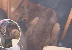 Puma liseye girip masanın altına kıvrıldı