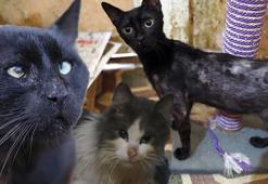 Büyükada'da kedilerde salgın iddiası! 4 ayda 700 kedi öldü