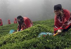 Fındığın başkenti Giresun’da çay hasadı başladı