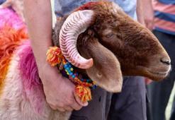 KURBANLIK FİYATLARI 2022 ne kadar? Küçükbaş-büyükbaş kurban kesim fiyatı bu yıl kaç para?