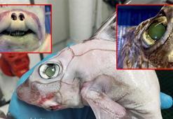 'Frankenstein balığı' interneti salladı! Sosyal medya çalkalanıyor...