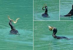 Manavgat Irmağı’nda balıkçıl ile yılan balığının mücadelesi