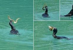 Manavgat Irmağı’nda balıkçıl ile yılan balığının mücadelesi