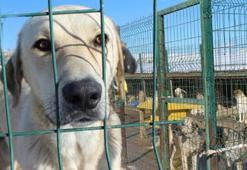 Barınağa Mila köpek için suç duyurusu