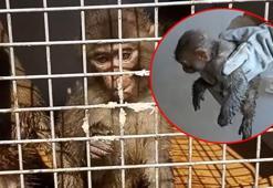 İran'dan kaçak yollarla getirildi! 35 bin lira ceza kesildi