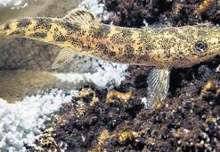 Van Gölü’nde yeni balık türü