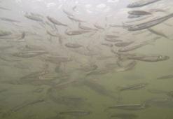 Yavru inci kefallerinin Van Gölü’ne dönüş yolculuğu başladı