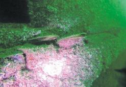 İnönü batığında filizlenen umut