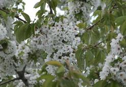 Uzmanlardan polen uyarısı