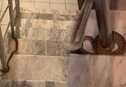 Apartmanın merdiven korkuluklarına sarılı yılan paniğe neden oldu