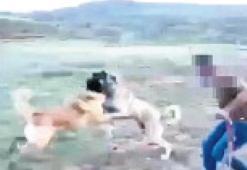 ‘Bahisçiler şimdi de kangal dövüştürüyor’