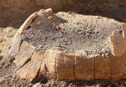 Pompeii'de kaplumbağa ve yumurtaları bulundu!