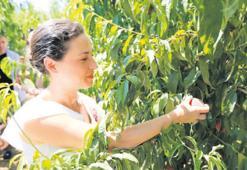 Şeftali şenlendirecek