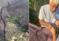 Orman yangınlarının ardından ortaya çıktılar! Bölgede yılan hareketliliği