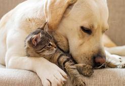 Başarısı yüzde 80'e varıyor: Kedi ve köpeklere kök hücre tedavisi