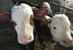 2022'de KURBANLIK FİYATLARI ne kadar oldu? Büyükbaş - Küçükbaş kurbanlık kilo fiyatları ve kesim fiyatı bilgileri