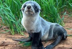 Buğday tarlasından yavru fok çıktı