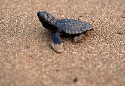 İlk caretta caretta yavrusu, İztuzu'nda yuvadan çıktı