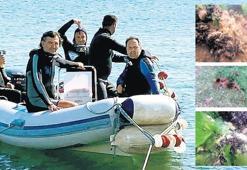 Müsilaja rağmen kırlangıç döndü