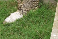 80 köylüyü yiyen 'ölümsüz canavar!'