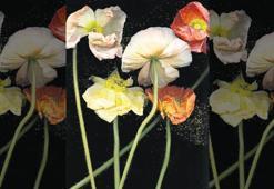 Hayatın kareleri lezzetlendi