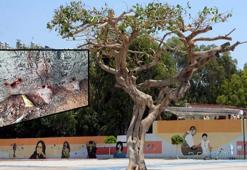 Özgecan Aslan meydanındaki kauçuk ağacı matkapla delinip içine asit enjekte edildi