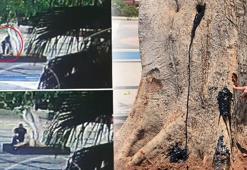 Ağacın kurutulmasında 3 şüpheli serbest, sebep 'sır'