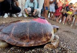 Tedavisi tamamlanan 30 yaşındaki kaplumbağa, uydu cihazı takılıp denize bırakıldı