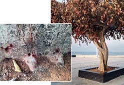 AK Parti'li Ercik'ten Mersin Büyükşehir Belediye yönetimine 'ağaç' tepkisi