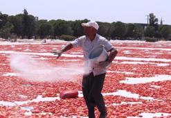 Torbalı'nın "kırmızı altınları" serildi