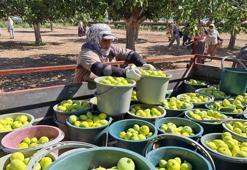 Aydın'da taze incirde hasat sezonu başladı
