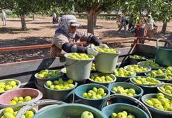 Aydın'da taze incirde hasat sezonu başladı