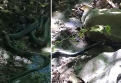 Yılanların birbirini yemeye çalışması görüntülendi