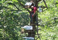 Dev ağaçlarda kara kovan bal mesaisi