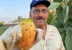Doğada kendiliğinden yetişiyor, kilosu 60 TL’yi buluyor
