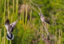 29 kuş türü ve 5 memeli, av listesinde