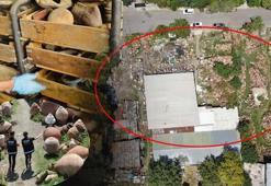 İstanbul’da “Amfora” ve “Pitos” tarlası