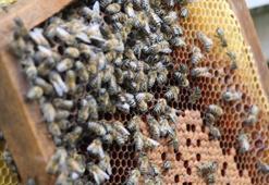 Anzer Balı'nda bal sağımı gerçekleştirildi