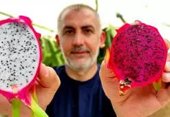 'Batarsın' diyenleri dinlemedi şimdi servet kazanıyor