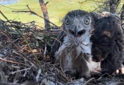 Korkusuzca kartal yuvasına tırmandı, yavrularını görüntüledi