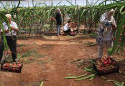 Ejder meyvesinin kilosu 80 TL!