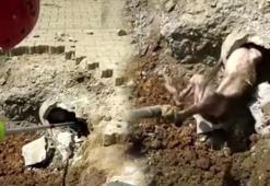 Yer altından gelen garip seslerin sebebi şoke etti! İçler acısı manzara