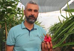 Bu meyveyi yetişmek için serasına kamera sistemi ve soba kurdu