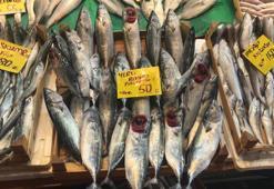 İstanbul'da sezonun ilk palamutları tezgaha çıktı