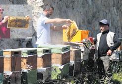 Anzer balının kilosu 2 bin 500 lira