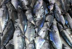 İstanbul'da sezonun ilk palamutları tezgaha çıktı