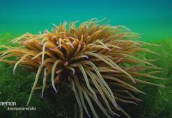 Marmara Denizi'nde koruma çalışmaları sonuç verdi; biyoçeşitlilikte artış var