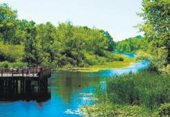 ‘Longoz ormanları kuruyabilir’ uyarısı