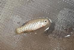 Nesli tehlikedeki 5 endemik balık koruma altında